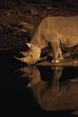 Wall Art - Photograph -  Black Rhinoceros Etosha Pan Etosha #1 by David Santiago Garcia