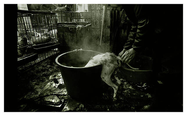Wall Art - Photograph - A Butcher Prepares A Dog To Be Boiled by Simon O'Dwyer