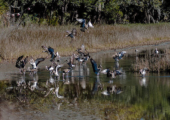A Flock of White Ibis by Charles Moore A Flock of White Ibis by Charles Moore