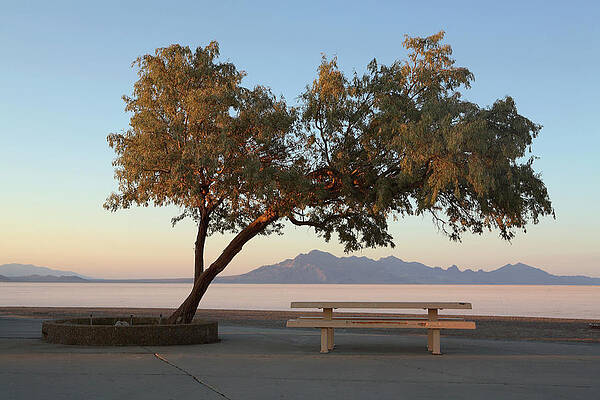 Wall Art - Photograph - A Lone Tree Provides Shade At A Rest #1 by Todd Korol