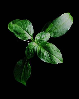 Wall Art - Photograph - A Sprig Of Basil #1 by Romulo Yanes