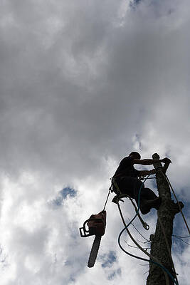 Wall Art - Photograph - A Tree Trimmer Working Up In A Tree #1 by Ron Koeberer
