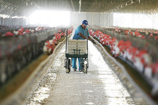 Wall Art - Photograph - A Worker Collects Eggs At A Chicken Egg #1 by Robert Benson