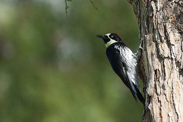 Acorn woodpecker - Melanerpes formicivorus - Pic glandivore by Nature and Wildlife Photography Acorn woodpecker - Melanerpes formicivorus - Pic glandivore by Nature and Wildlife Photography