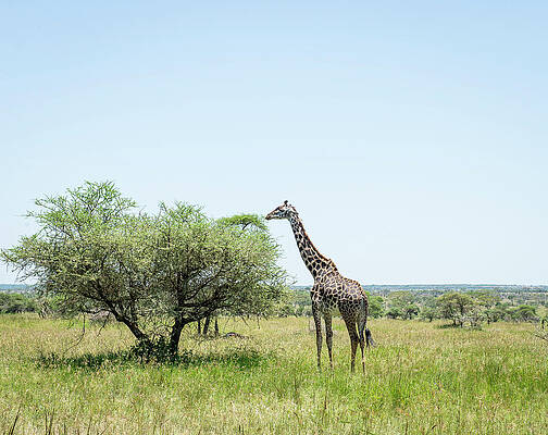 Wall Art - Photograph - African Giraffe In Its Natural Habitat #1 by Chris Levesque