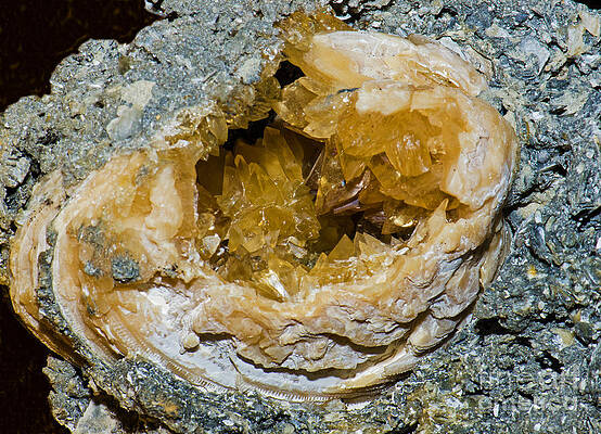 Wall Art - Photograph - Agatized Fossil Clam #1 by Millard H. Sharp
