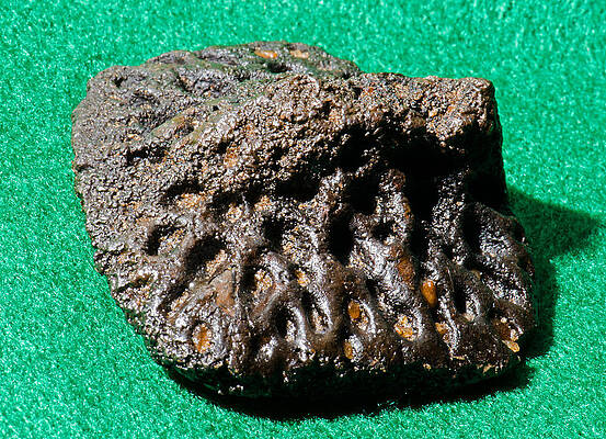 Wall Art - Photograph - Alligator Scute Fossil #1 by Millard H. Sharp