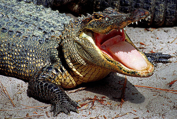 Wall Art - Photograph - American Alligator Threat Display #1 by Millard H. Sharp