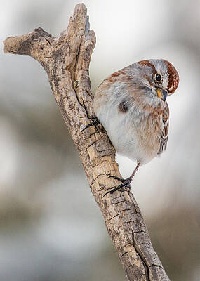 Wall Art - Photograph - American Tree Sparrow Pose #1 by Dawn Key