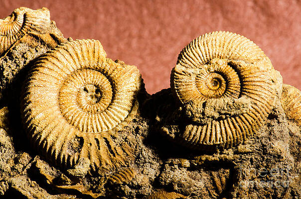 Wall Art - Photograph - Ammonite Fossil #1 by Millard H. Sharp