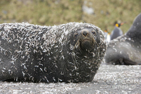 Wall Art - Photograph - Antarctic Fur Seal In Penguin Feathers by Yva Momatiuk and John Eastcott