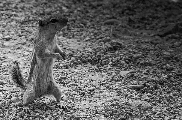 Antelope Squirrel by David Hoffmann