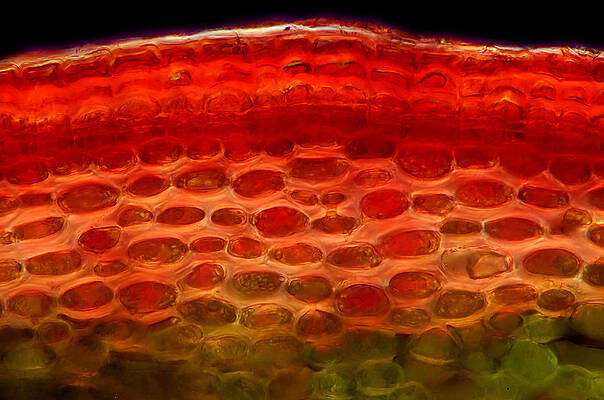 Wall Art - Photograph - Apple Tree Stalk Tissues, Lm #1 by Marek Mis