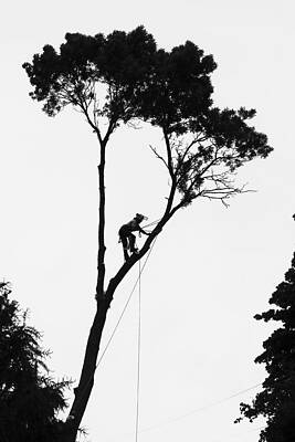 Wall Art - Photograph - Arborist at Work by Steven Ralser