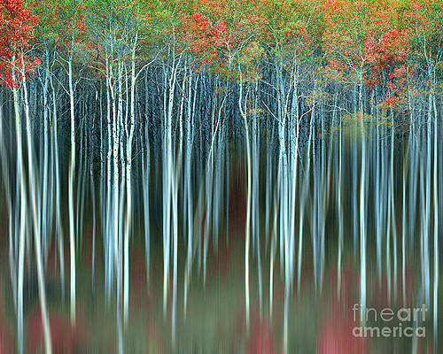 Wall Art - Photograph - Army of Trees #1 by Edmund Nagele FRPS