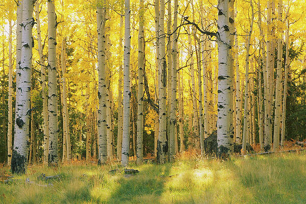 Wall Art - Photograph - Aspen Trees In A Forest, Coconino #1 by Panoramic Images