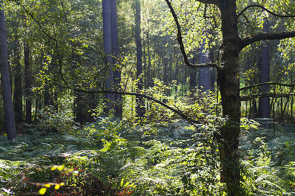 Aspley woods by David Isaacson Aspley woods by David Isaacson