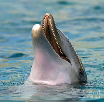 Wall Art - Photograph - Atlantic Bottlenose Dolphin #1 by Millard H. Sharp