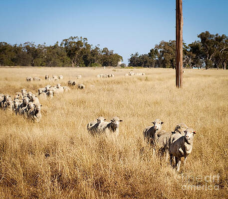 Australian Sheep by THP Creative Australian Sheep by THP Creative