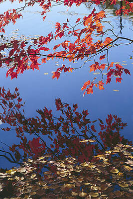 Autumn Blaze by Bruce Thompson Autumn Blaze by Bruce Thompson
