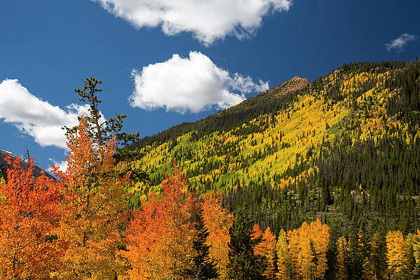 Wall Art - Photograph - Autumnal Aspen Trees #1 by Science Photo Library
