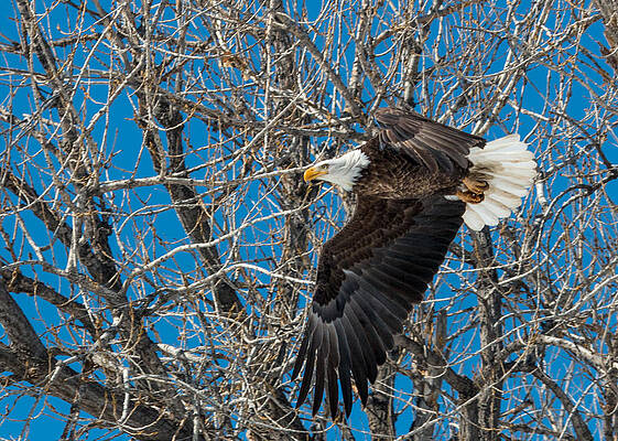 Wall Art - Photograph - Bald Eagle in Flight #2 by Dawn Key