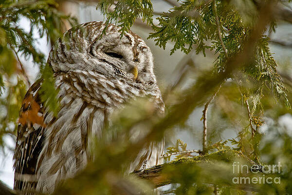 Barred Owl by Michael Cummings Barred Owl by Michael Cummings