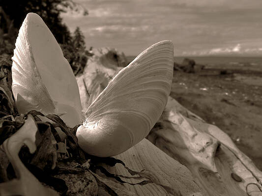 Wall Art - Photograph - Beachcombing #1 by Micki Findlay