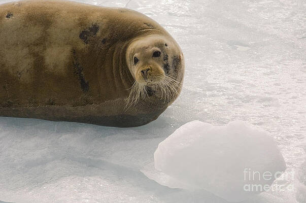 Wall Art - Photograph - Bearded Seal On An Ice Floe #1 by John Shaw