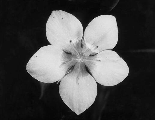 Wall Art - Photograph - Bee Vision, Visible Light, 1 Of 2 #1 by Michael Tweedie