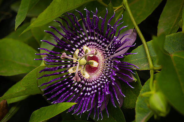 Wall Art - Photograph - Bell Apple flower - Passiflora Nitida #1 by SAURAVphoto Online Store