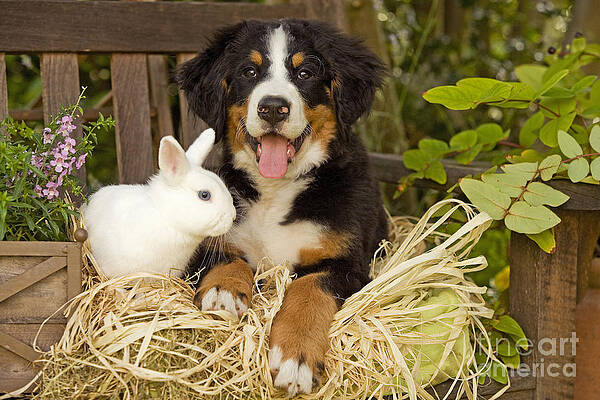 Wall Art - Photograph - Bernese Mountain Puppy And Rabbit #1 by Jean-Michel Labat