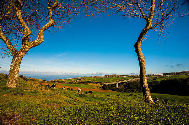 Wall Art - Photograph - Between Two Trees #1 by Joseph Amaral