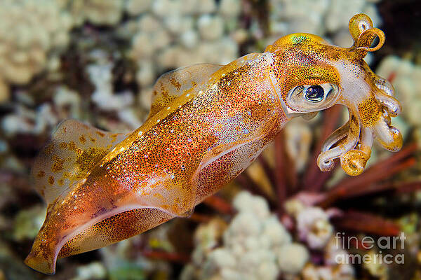 Wall Art - Photograph - Bigfin Reef Squid #1 by David Fleetham