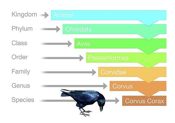 Wall Art - Photograph - Biological Classification #1 by Science Photo Library