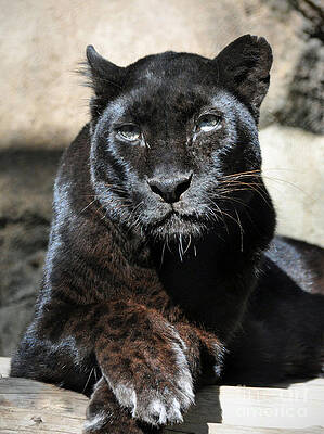 The Black Leopard by Savannah Gibbs The Black Leopard by Savannah Gibbs