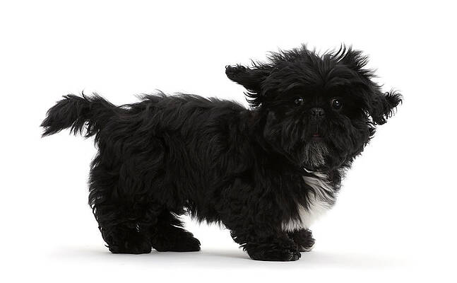 Wall Art - Photograph - Black Shih-tzu #1 by Mark Taylor