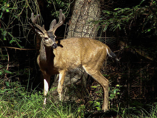 Wall Art - Photograph - Black-tail Buck Profile by Carl Moore