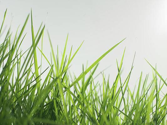 Wall Art - Photograph - Blades Of Grass #1 by Science Photo Library