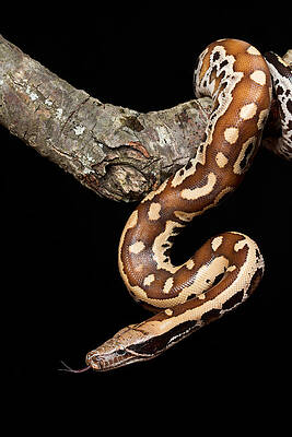 Wall Art - Photograph - Blood Python Python Brongersmai #1 by David Kenny