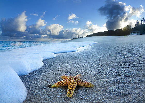 Wall Art - Photograph - Blue Foam Starfish by Sean Davey
