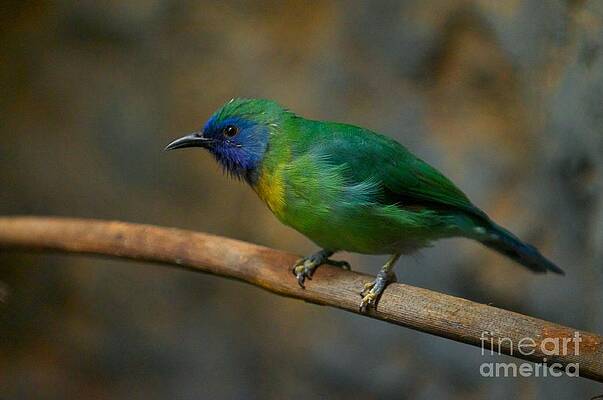Blue Masked Leafbird by Miguel Celis Blue Masked Leafbird by Miguel Celis