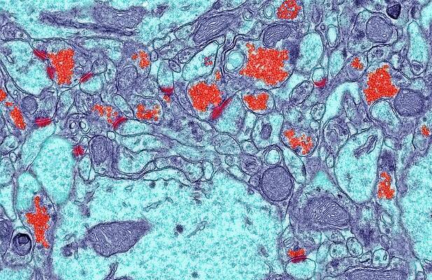 Wall Art - Photograph - Brain Synapses #1 by Science Photo Library