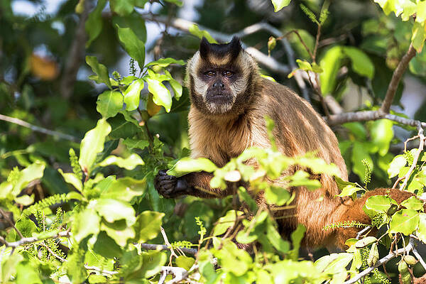 Macaco-prego. Cebus apella Painting by Nelson Caramico - Pixels