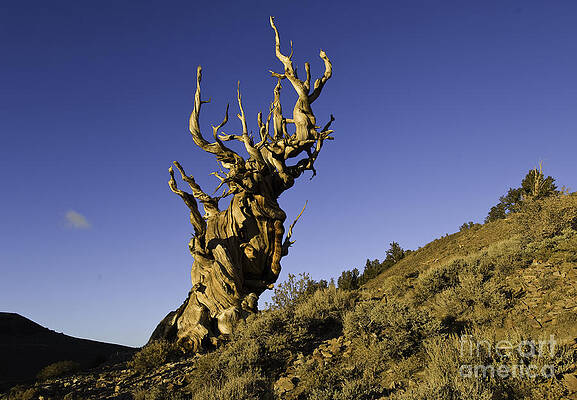 Wall Art - Photograph - Bristlecone Pine #1 by John Shaw