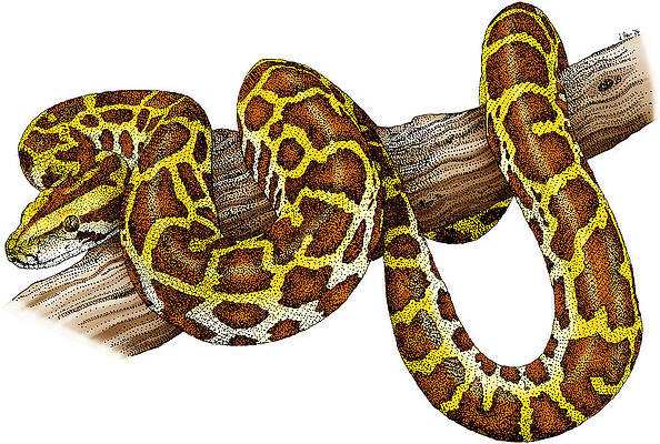 Wall Art - Photograph - Burmese Python #1 by Roger Hall
