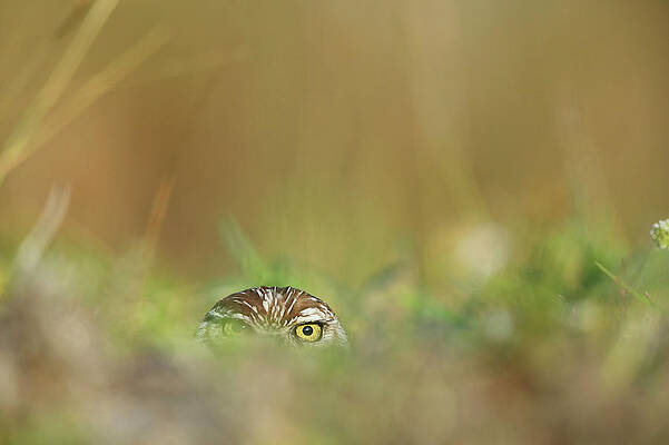 Wall Art - Photograph - Burrowing Owl by Paul E Tessier