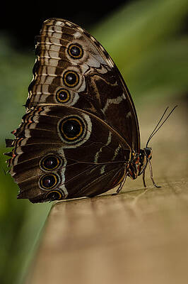 Wall Art - Photograph - Butterfly #1 by SAURAVphoto Online Store