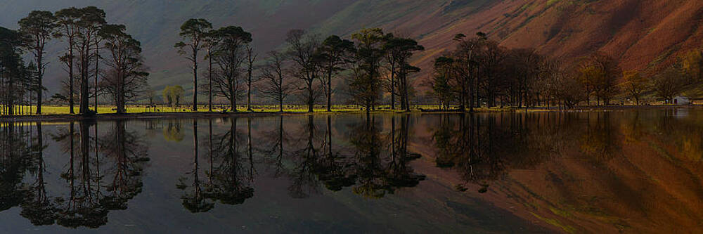 Buttermere Pines by Nick Atkin Buttermere Pines by Nick Atkin