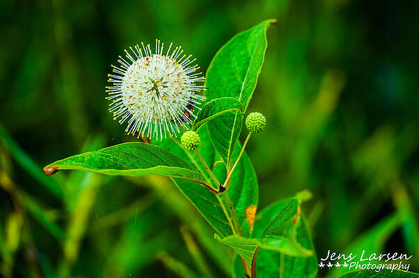 The Buttonbush Flower by Jens Larsen The Buttonbush Flower by Jens Larsen